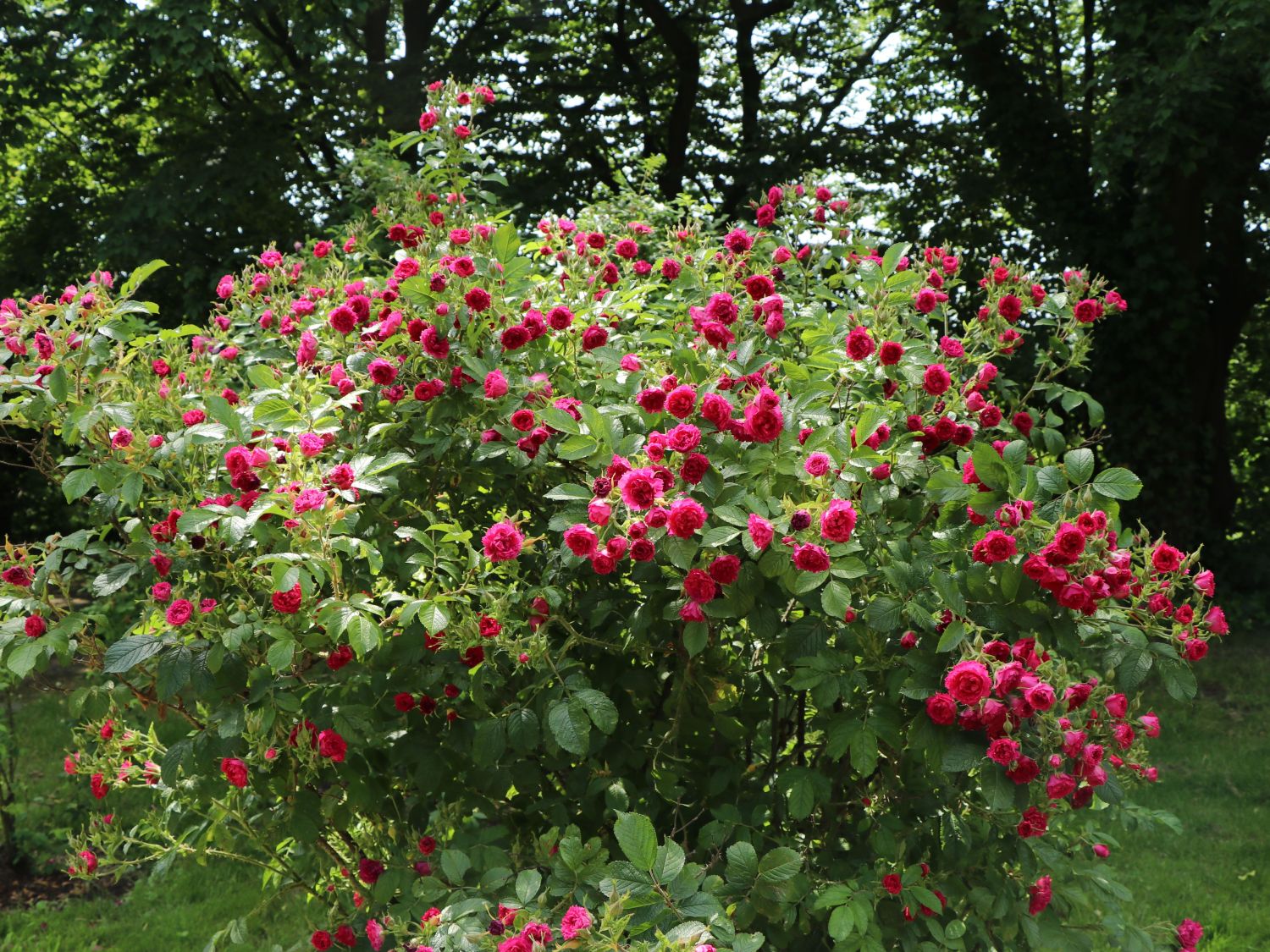 Parkrose 'F. J. Grootendorst'