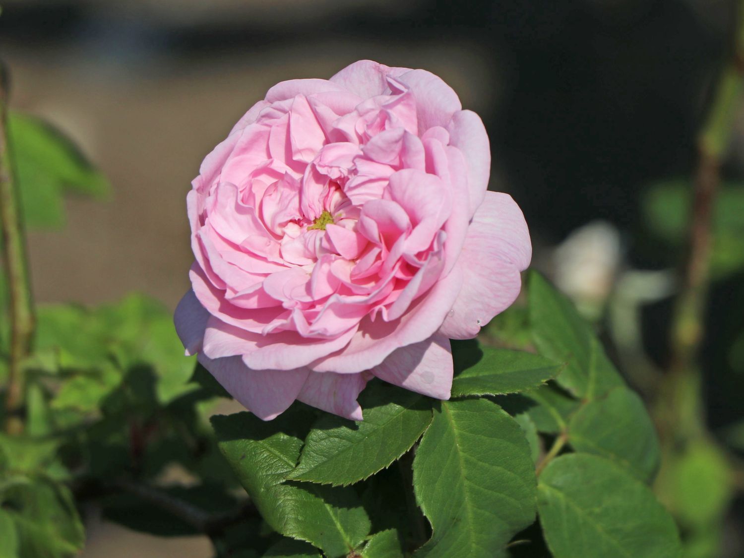 Parkrose 'Fantin Latour'