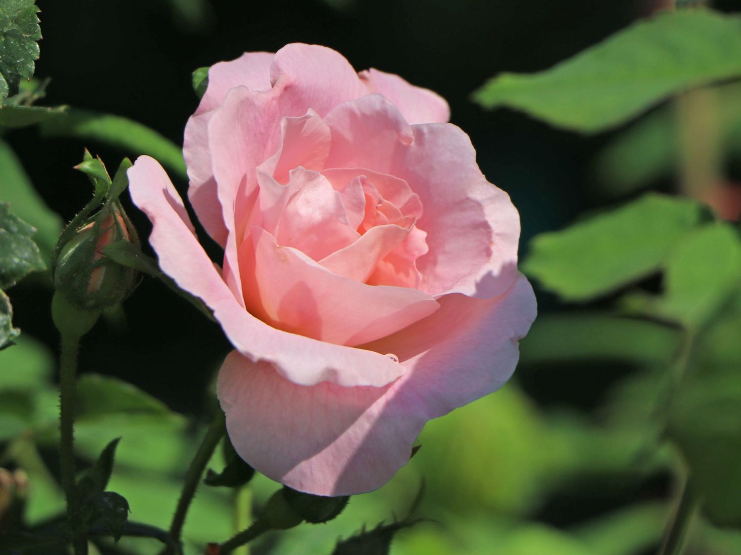 Parkrose 'Fritz Nobis'