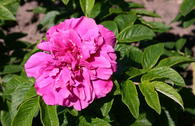 Parkrose 'Hansa'