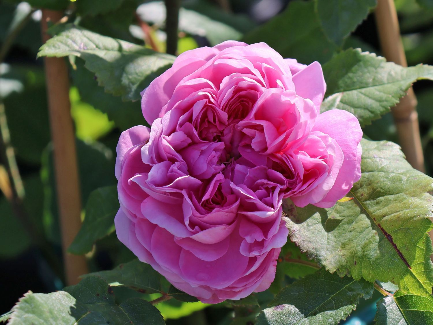 Parkrose 'Jacques Cartier'