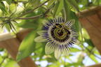Passionsblume 'Purple Haze' - Passiflora caerulea 'Purple Haze'