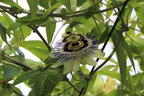 Passionsblume 'Purple Haze' - Passiflora caerulea 'Purple Haze'