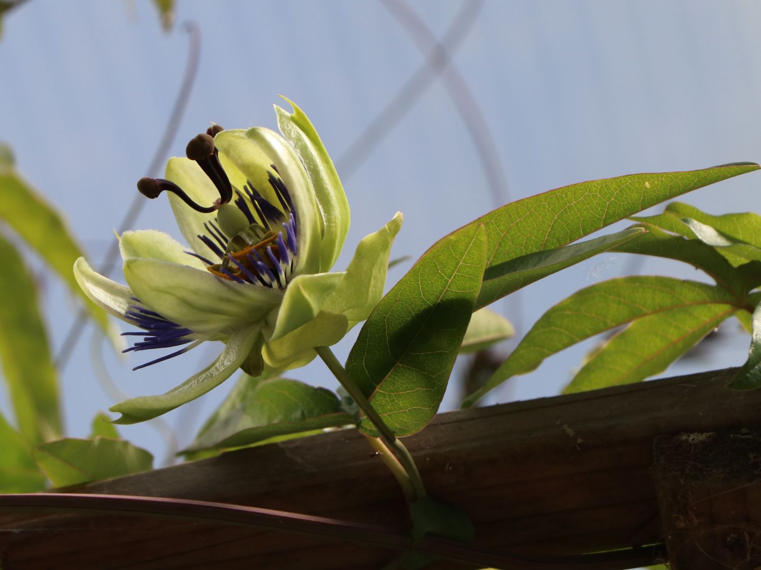 Passionsblumengewächse (Passifloraceae)