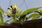 Passionsblume 'Purple Haze' - Passiflora caerulea 'Purple Haze'