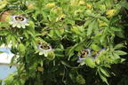 Passionsblume 'Purple Haze' - Passiflora caerulea 'Purple Haze'