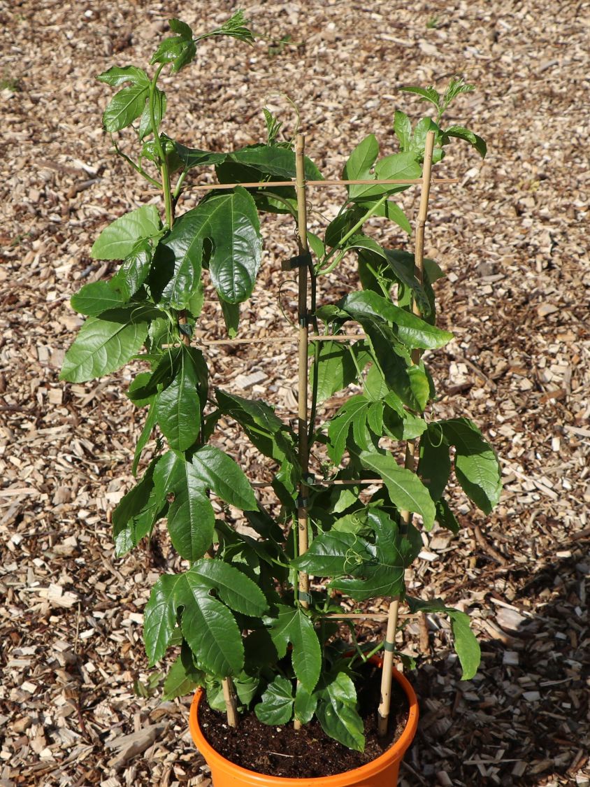 Passionsfrucht / Maracuja - Passiflora edulis