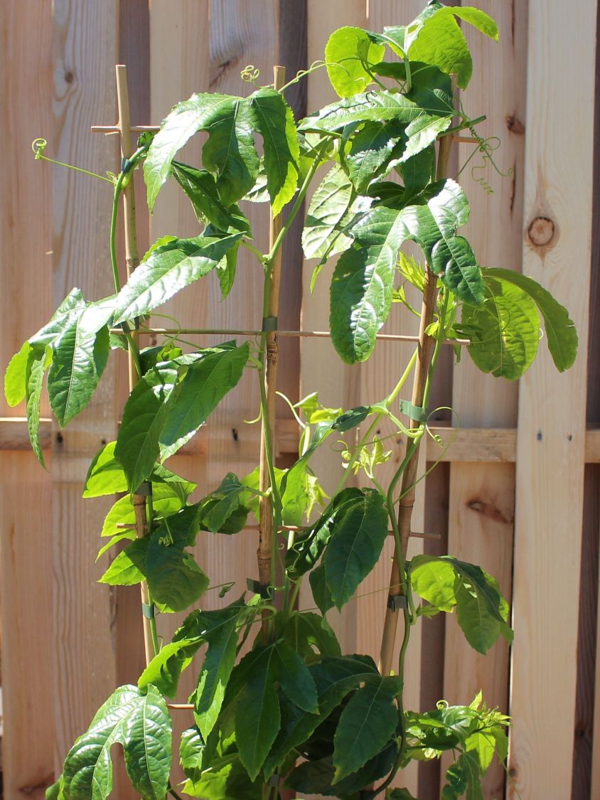 Passionsfrucht / Maracuja - Passiflora edulis