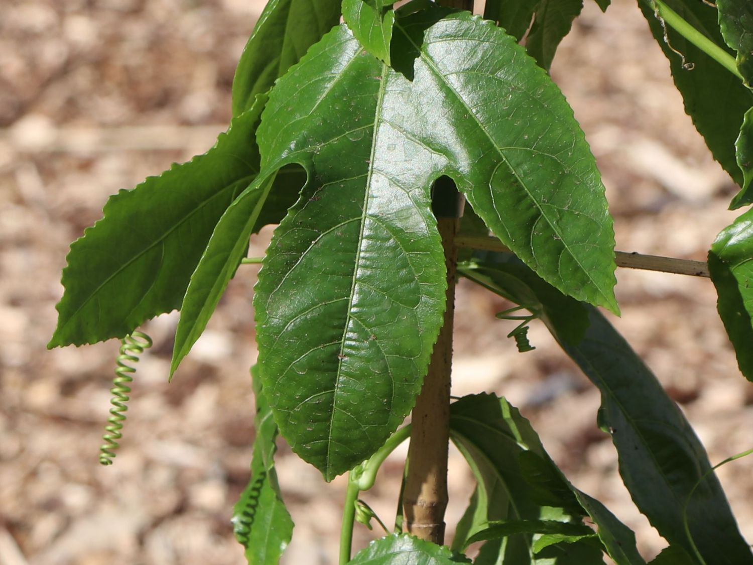 Passionsfrucht / Maracuja - Passiflora edulis