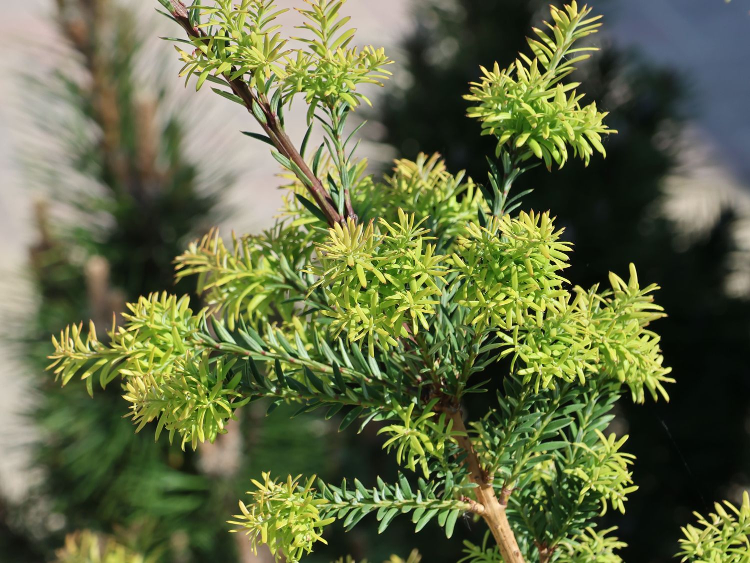 Saxegothaea (Saxegothaea)