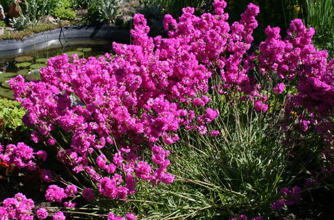 Pechnelke - Lychnis viscaria