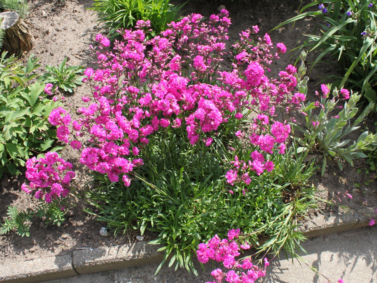 Pechnelken (Lychnis)
