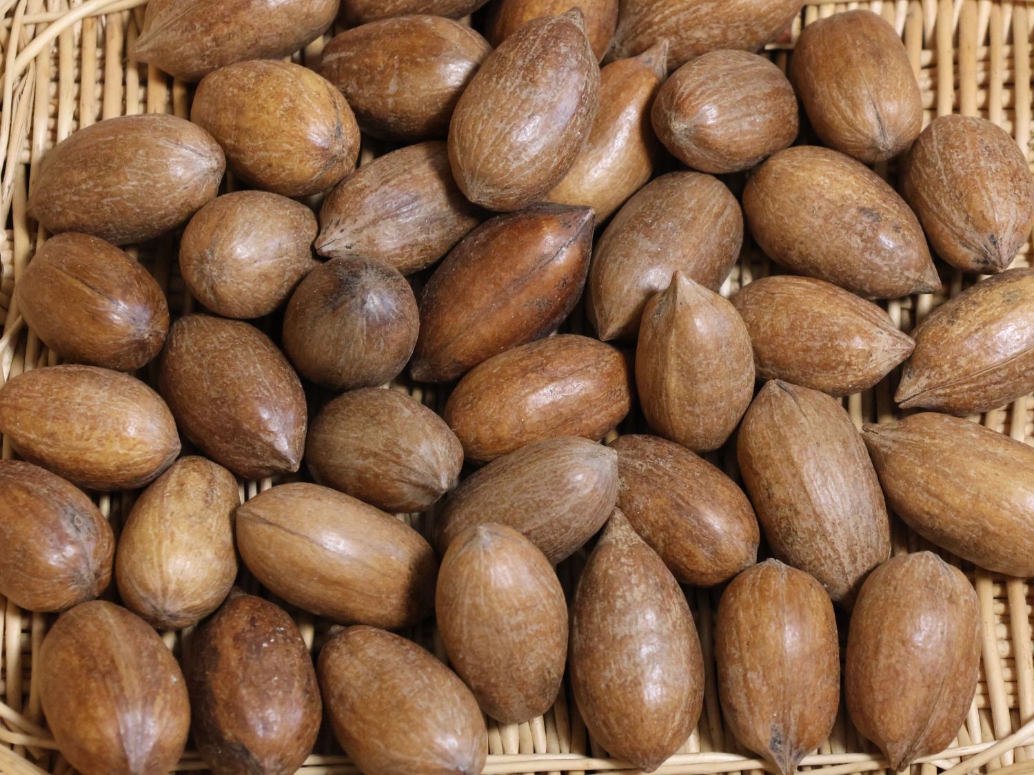 Pekannuss - Carya illinoinensis