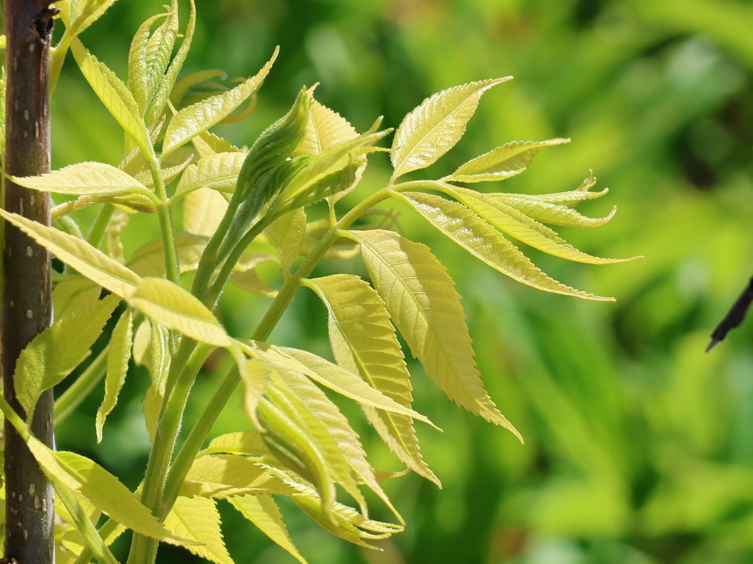 Pekannuss 'Pawnee' - Carya illinoinensis 'Pawnee'