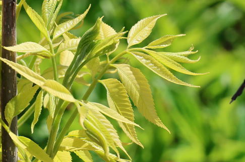 Pekannuss 'Pawnee' - Carya illinoinensis 'Pawnee'