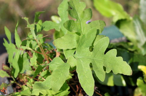 Perlfarn - Onoclea sensibilis