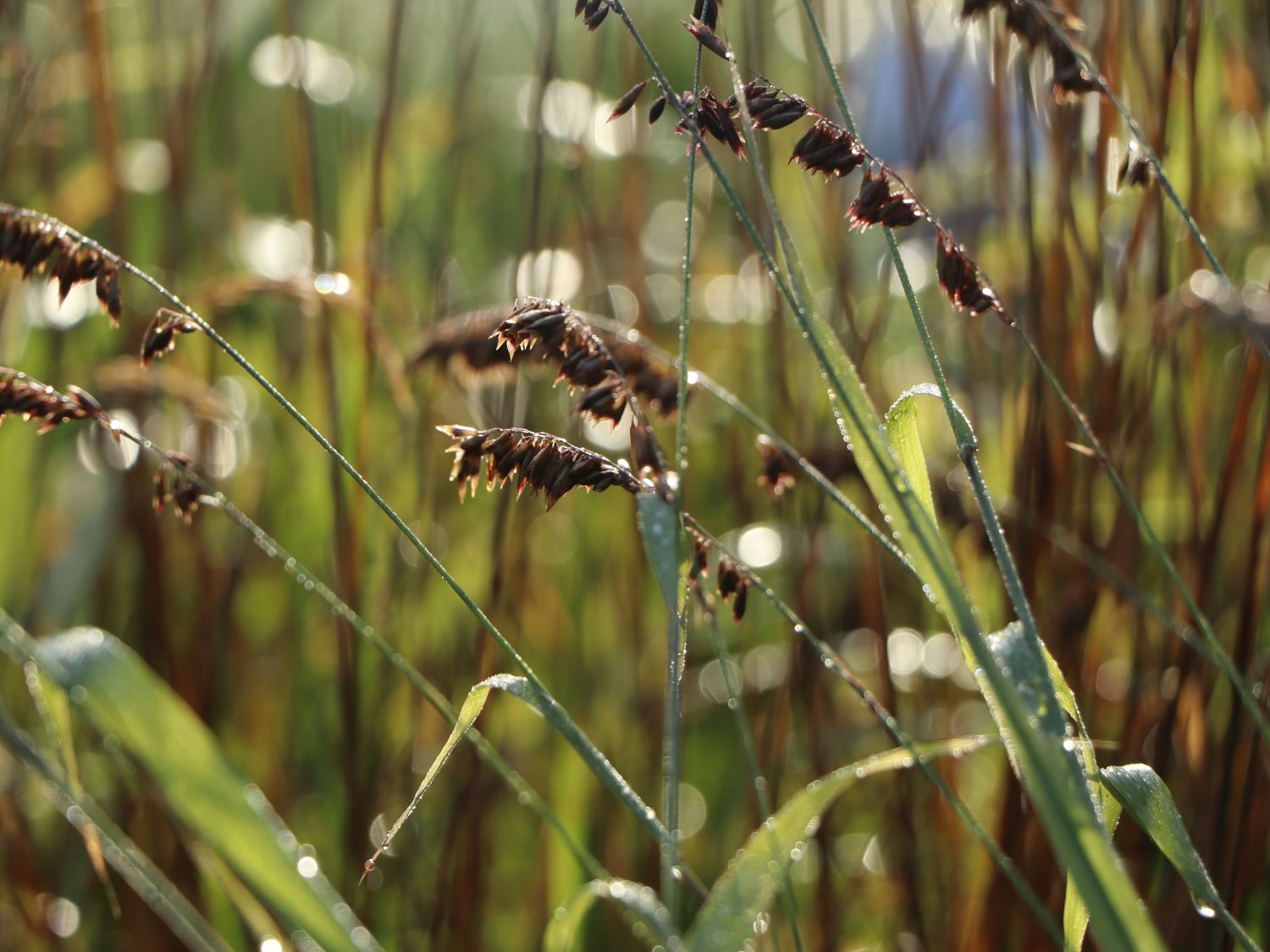 Perlgras 'Atropurpurea' - Melica altissima 'Atropurpurea'