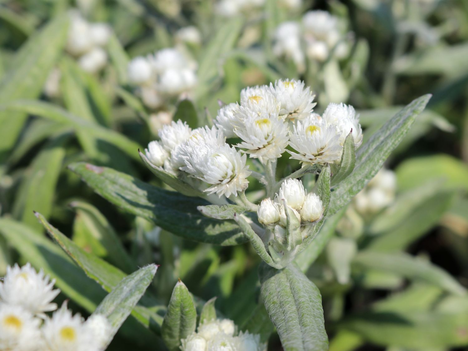 Perlkörbchen 'Silberregen' - Anaphalis triplinervis 'Silberregen'