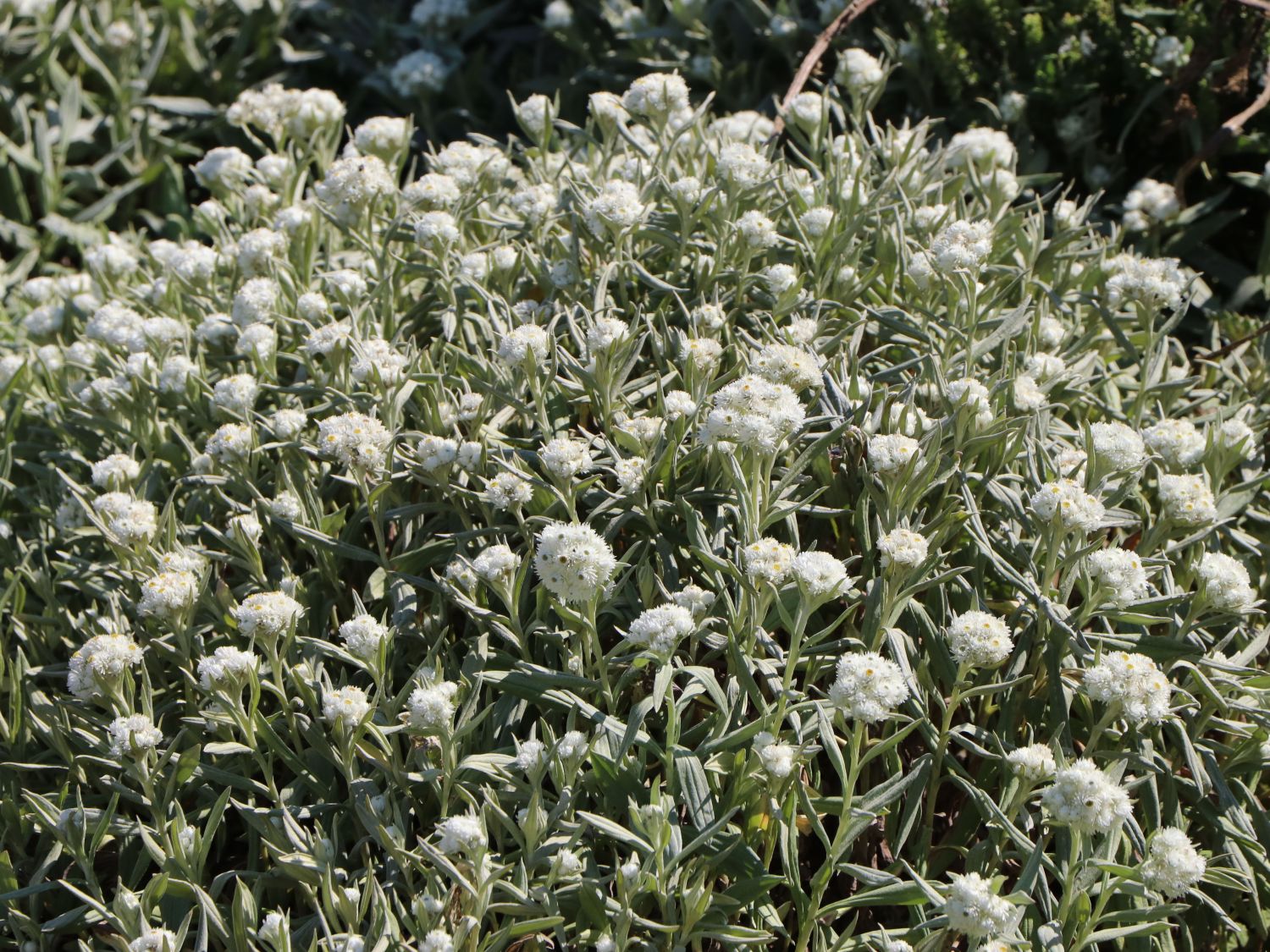 Perlkörbchen 'Sommerschnee' - Anaphalis triplinervis 'Sommerschnee'