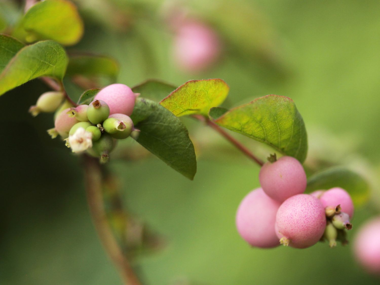 Perlmuttbeere / Schneebeere 'Mother of Pearl' - Symphoricarpos doorenbosii 'Mother of Pearl'