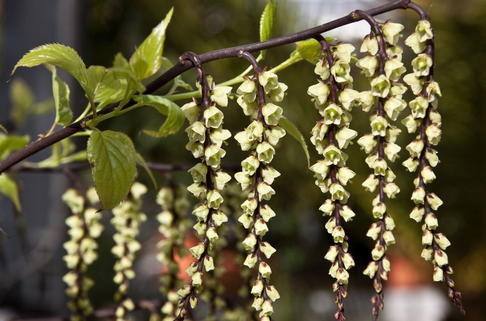Perlschweif 'Celina' - Stachyurus chinensis 'Celina'
