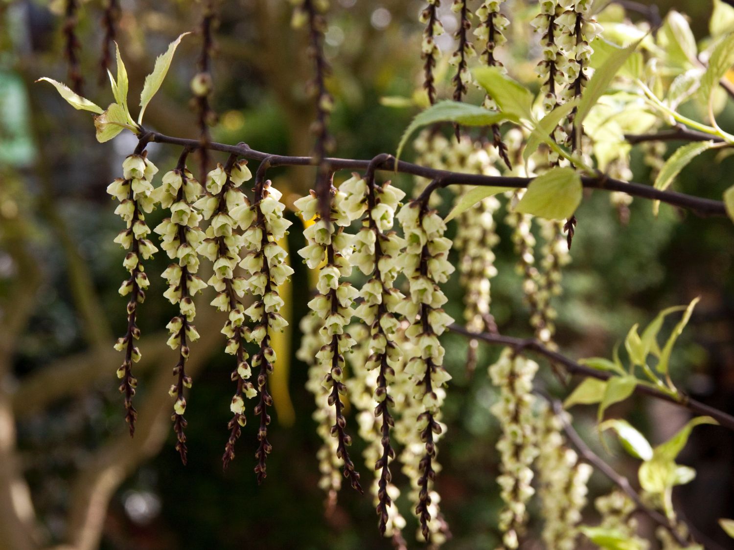 Perlschweife (Stachyurus)