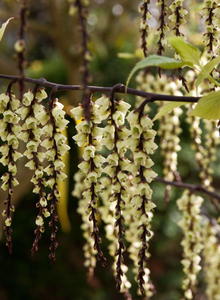 Perlschweife (Stachyurus)