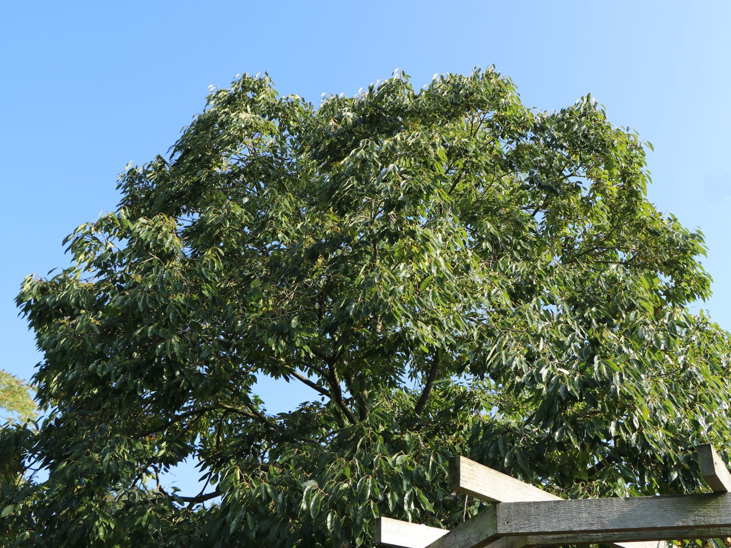 Amerikanische Persimone - Diospyros virginiana