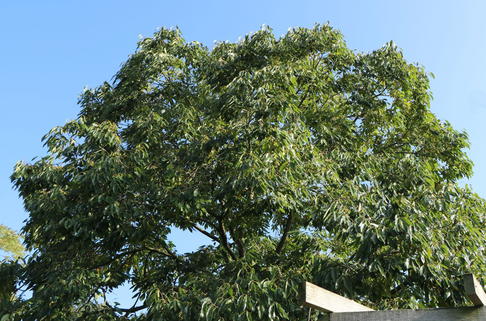 Amerikanische Persimone - Diospyros virginiana