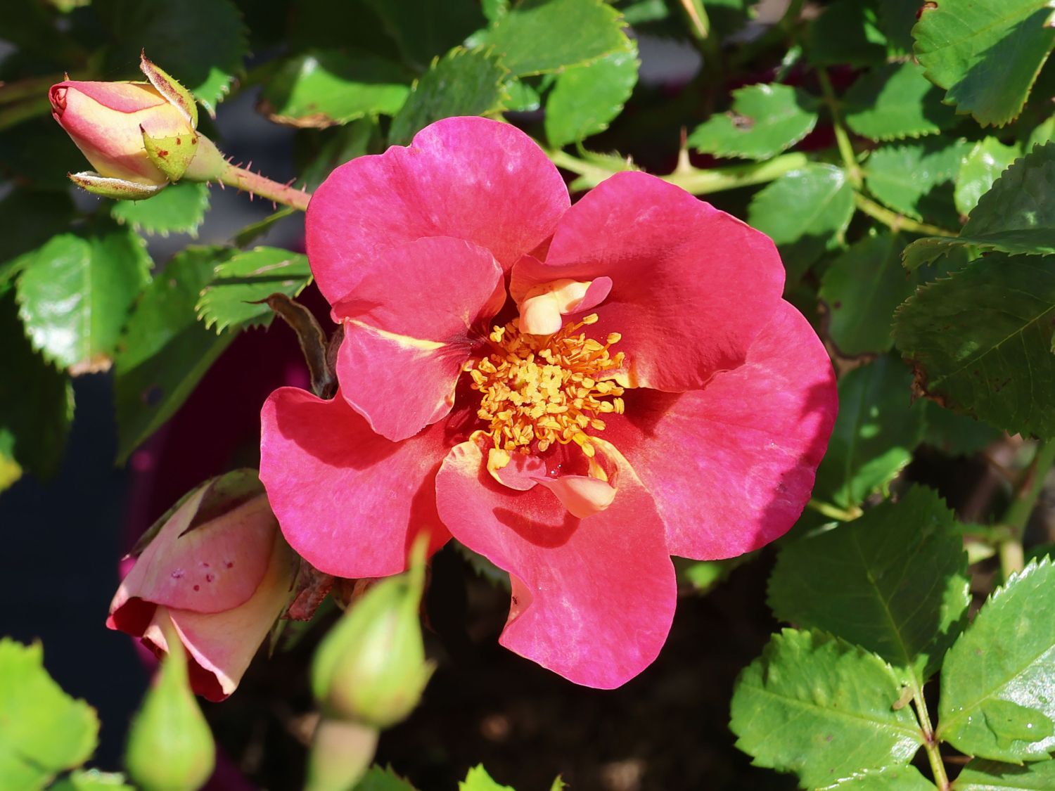 Persische Rose Hugs and Kisses ® 'Eye to Eye'