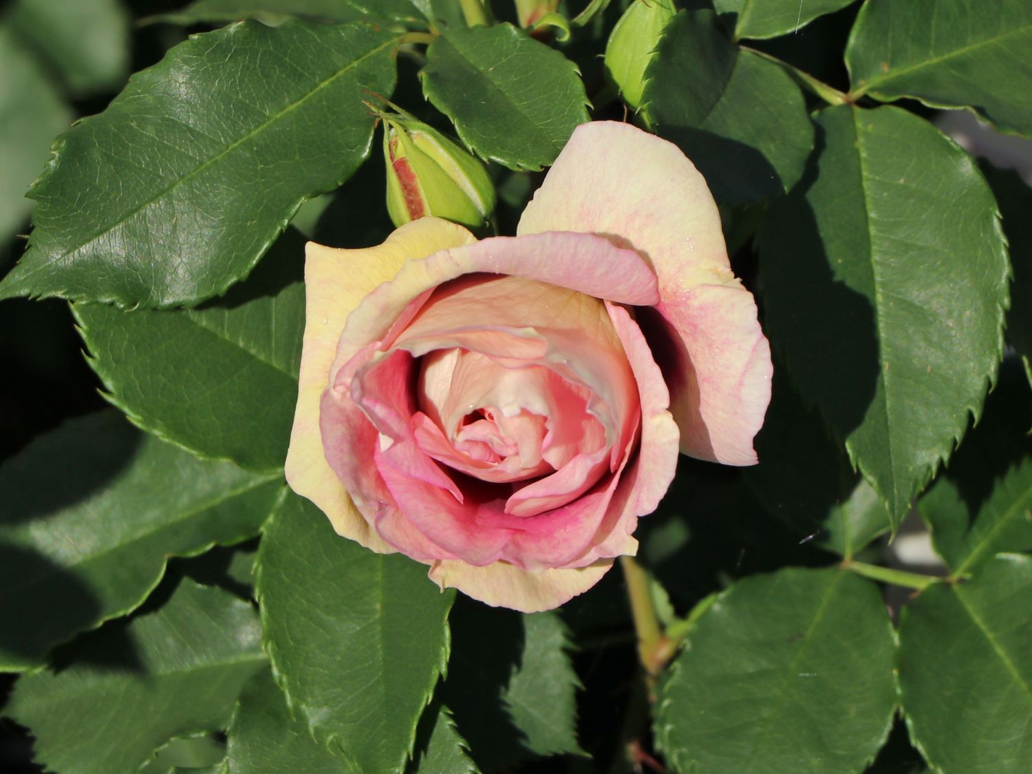 Persische Rose Hugs and Kisses ® 'Eyes for You' Info & Angebot