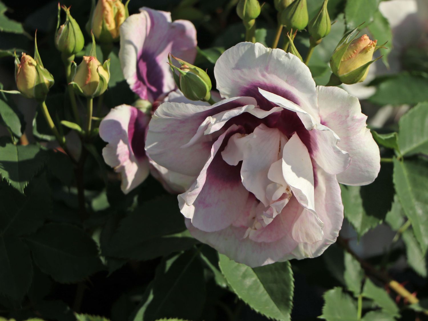 Persische Rose Hugs and Kisses ® 'Eyes for You' Info & Angebot