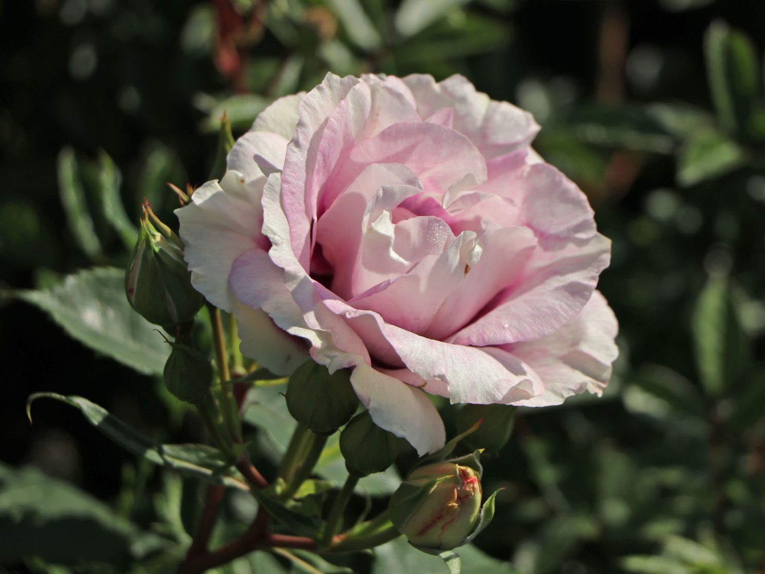 Persische Rose Hugs and Kisses ® 'Eyes for You' Info & Angebot