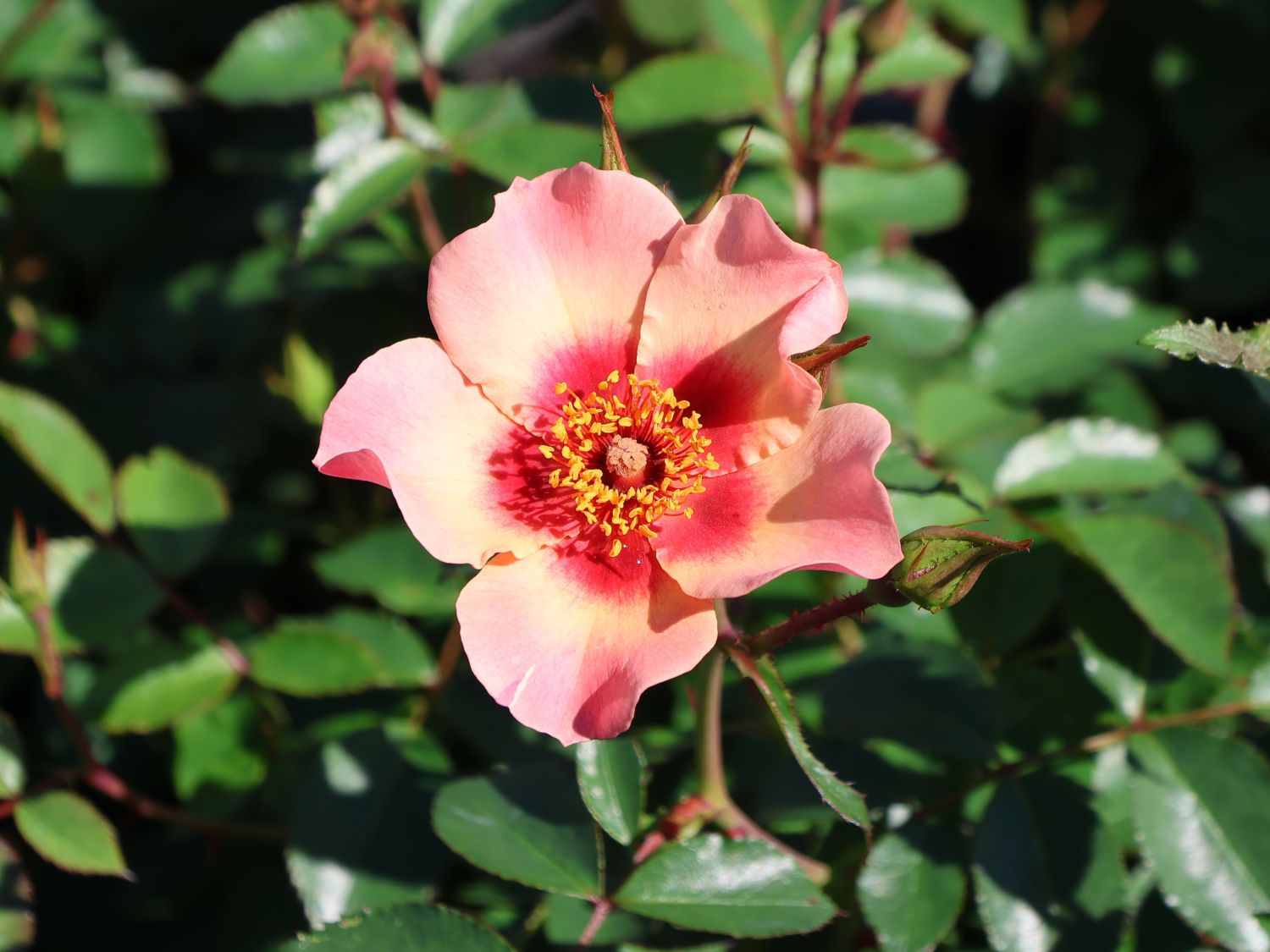 Persische Rose Hugs and Kisses ® 'For Your Eyes Only' - Rosa persica Hugs and Kisses ® 'For Your Eyes Only'