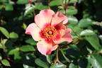 Persische Rose Hugs and Kisses ® 'For Your Eyes Only' - Rosa persica Hugs and Kisses ® 'For Your Eyes Only'