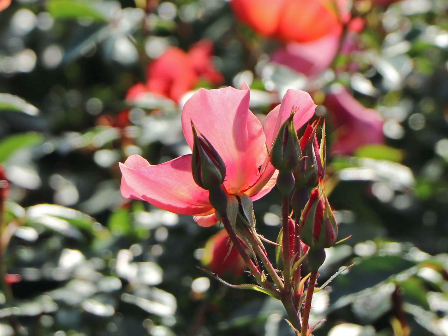 Persische Rose Hugs and Kisses ® 'For Your Eyes Only' - Rosa persica Hugs and Kisses ® 'For Your Eyes Only'