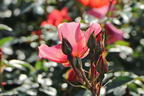 Persische Rose Hugs and Kisses ® 'For Your Eyes Only' - Rosa persica Hugs and Kisses ® 'For Your Eyes Only'