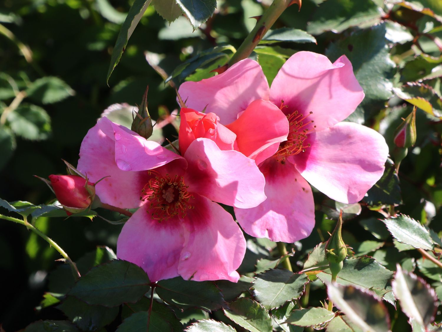 Persische Rose Hugs and Kisses ® 'For Your Eyes Only' - Rosa persica Hugs and Kisses ® 'For Your Eyes Only'