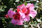Persische Rose Hugs and Kisses ® 'For Your Eyes Only' - Rosa persica Hugs and Kisses ® 'For Your Eyes Only'