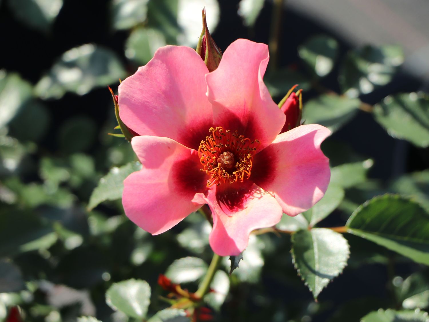 Persische Rose Hugs and Kisses ® 'For Your Eyes Only' Rosen