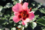 Persische Rose Hugs and Kisses ® 'For Your Eyes Only' - Rosa persica Hugs and Kisses ® 'For Your Eyes Only'