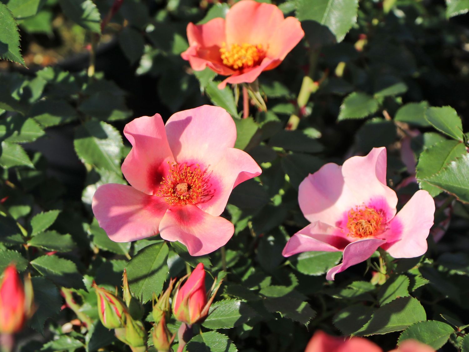 Persische Rose Hugs and Kisses ® 'For Your Eyes Only' - Rosa persica Hugs and Kisses ® 'For Your Eyes Only'