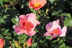 Persische Rose Hugs and Kisses ® 'For Your Eyes Only' - Rosa persica Hugs and Kisses ® 'For Your Eyes Only'