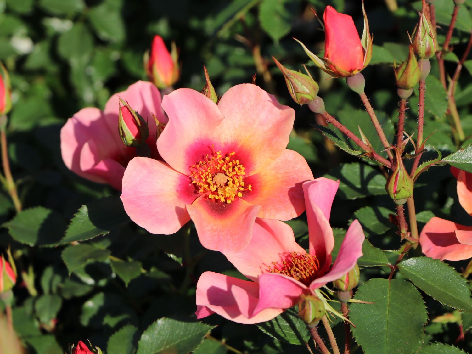 Persische Rose Hugs and Kisses ® 'For Your Eyes Only' Rosen