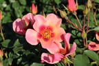 Persische Rose Hugs and Kisses ® 'For Your Eyes Only' - Rosa persica Hugs and Kisses ® 'For Your Eyes Only'