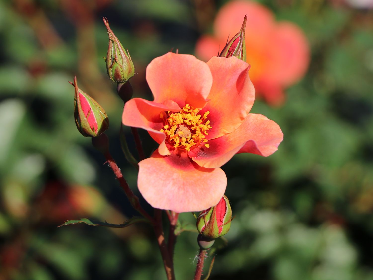 Persische Rose Hugs and Kisses ® 'For Your Eyes Only' Rosen