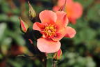 Persische Rose Hugs and Kisses ® 'For Your Eyes Only' - Rosa persica Hugs and Kisses ® 'For Your Eyes Only'
