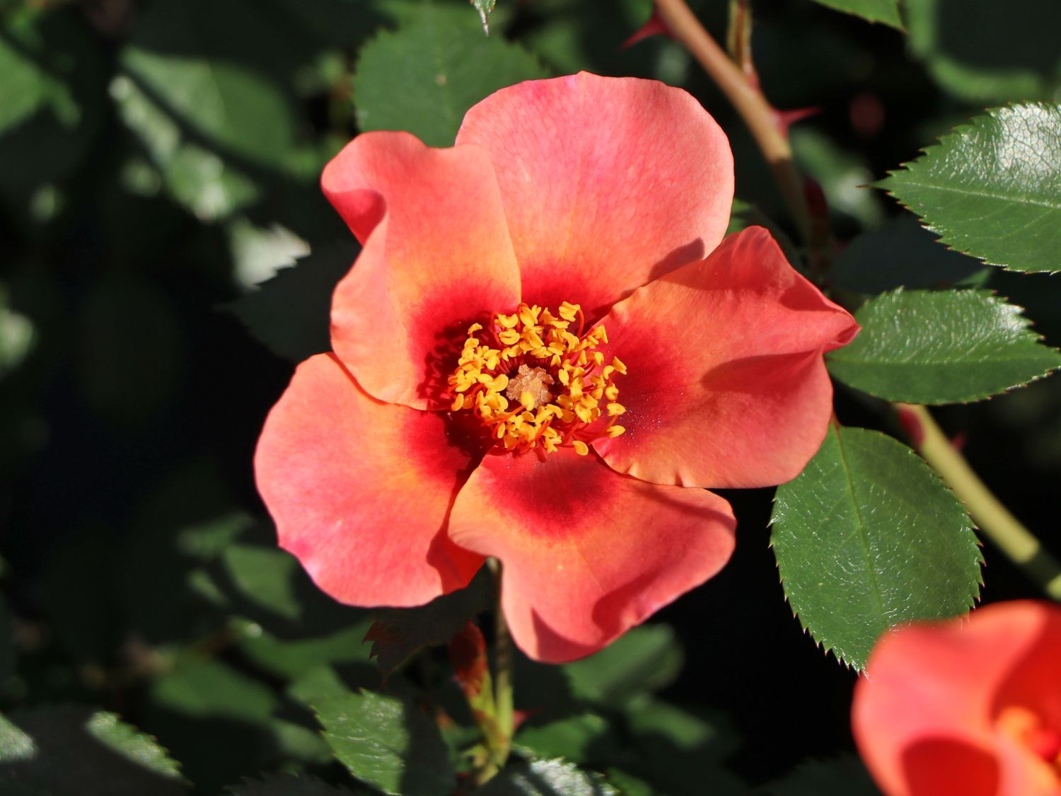 Persische Rose Hugs and Kisses ® 'For Your Eyes Only' - Rosa persica Hugs and Kisses ® 'For Your Eyes Only'