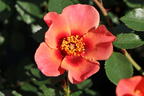 Persische Rose Hugs and Kisses ® 'For Your Eyes Only' - Rosa persica Hugs and Kisses ® 'For Your Eyes Only'