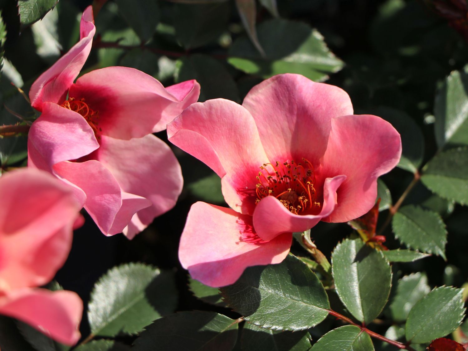 Persische Rose Hugs and Kisses ® 'For Your Eyes Only' - Rosa persica Hugs and Kisses ® 'For Your Eyes Only'